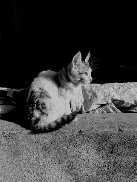 虎斑小猫图片下载