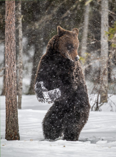 在冬天的森林里，棕熊用后腿站立在雪地上。降雪。学名:熊arctos。自然栖息地。冬天的季节。图片下载