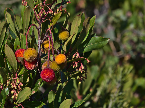 在法国里维埃拉的圣拉斐尔附近的地中海海岸，一棵草莓树(杨梅)的特写照片，法国，红色和黄色的果实。图片下载