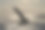 撞击大白鲨。鲨鱼的尾巴露出水面。学名:Carcharodon carcharias。南非。图片下载