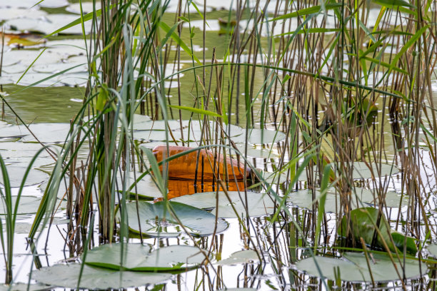废弃的棕色塑料饮水瓶漂浮在水道上图片下载