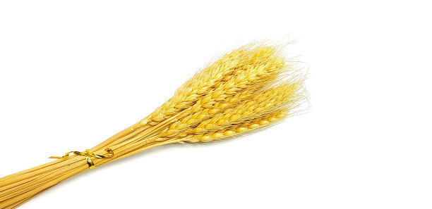 小麦的耳朵图片下载