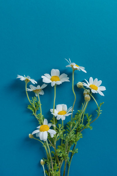 雏菊蓝色绿松石背景顶视图。图片下载
