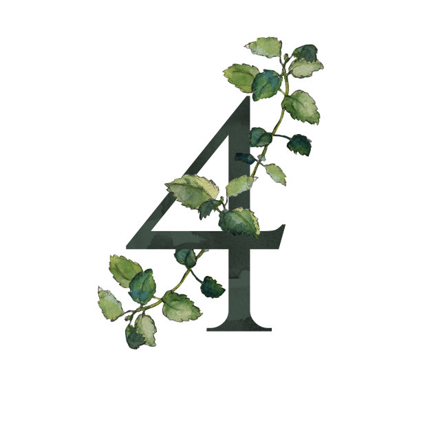 黑色数字4符号与绿色梅丽莎小枝图片下载