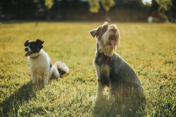 两只漂亮的狗在狗公园里玩得很开心图片下载