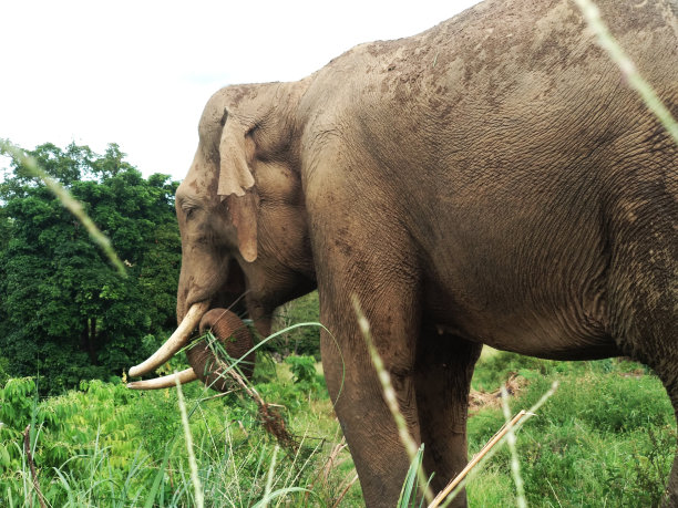 大象行走图片图片下载