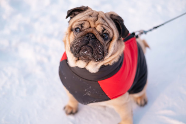 哈巴狗和人在雪地上走。小狗被皮带拴着，穿着红色的冬衣。图片下载
