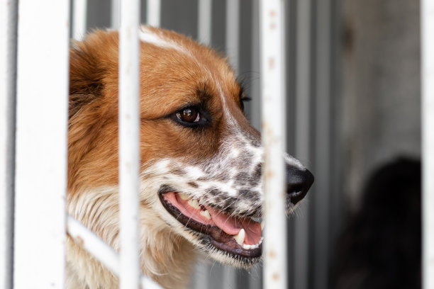 悲伤的狗的肖像与一个不寻常的颜色锁在一个笼子里为无家可归的动物图片下载