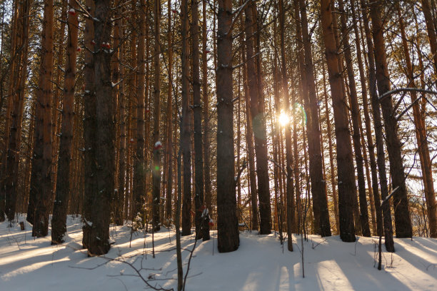 穿过冬季森林。美丽的冬天的风景。图片下载