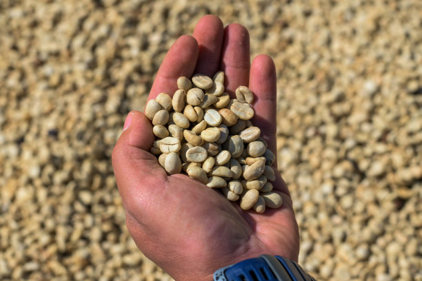 咖啡豆烘干的特写镜头。图片下载