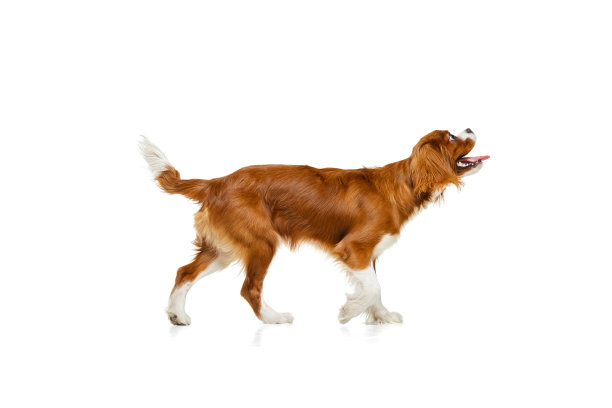 剖面视图。工作室拍摄的金色狗，查尔斯国王猎犬孤立在白色的工作室背景。概念动感，美，时尚，品种，宠物爱，动物图片下载