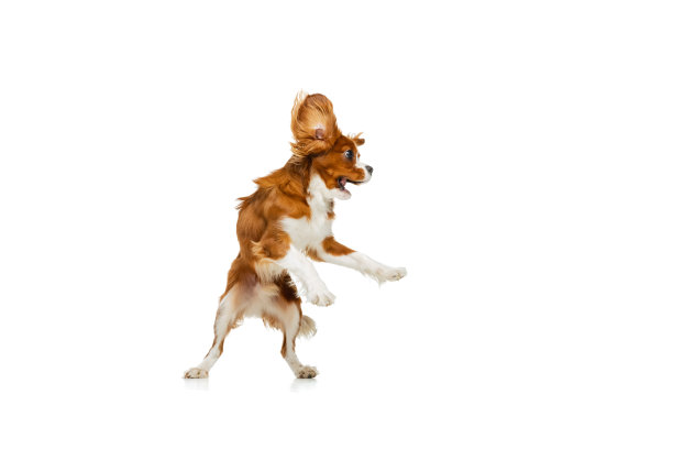 工作室拍摄的金色狗，查尔斯国王猎犬孤立在白色的工作室背景。概念动感，美，时尚，品种，宠物爱，动物图片下载