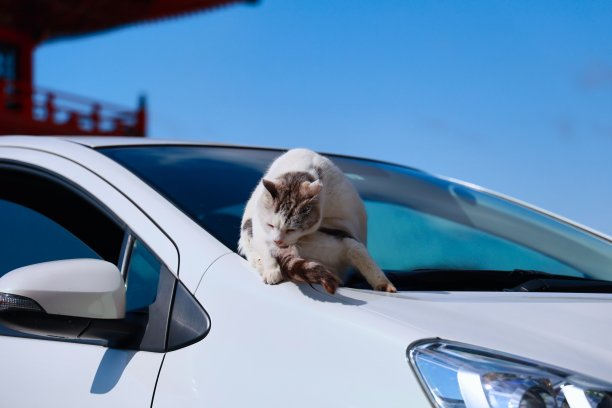 流浪猫在车上梳理毛发图片下载