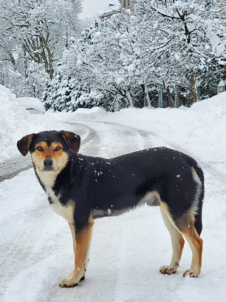 狗在下雪的冬天图片下载