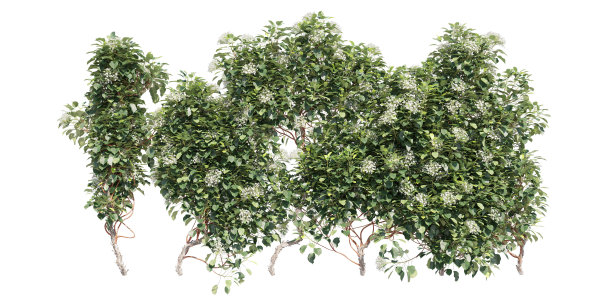 攀援植物匍匐植物孤立在白色背景3d插图图片下载