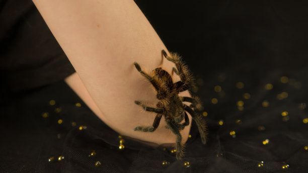 小女孩手上有一只大蜘蛛。作物辨认不出的人与狼蛛在黑色背景图片下载