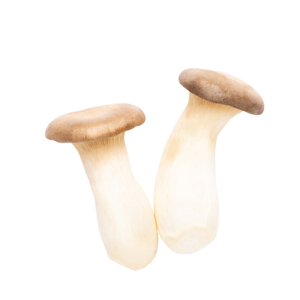 王牡蛎蘑菇在白色的背景。图片下载