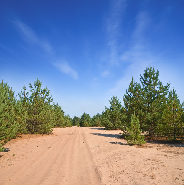松林图片下载