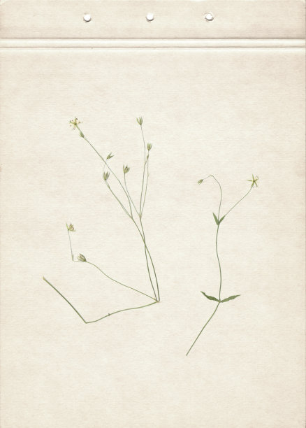 扫描压紧和干燥的草甸花。精美的复古植物标本馆背景在一张旧的发黄的纹理纸上。报纸野花的组成在一张棕色的旧纸上。图片下载
