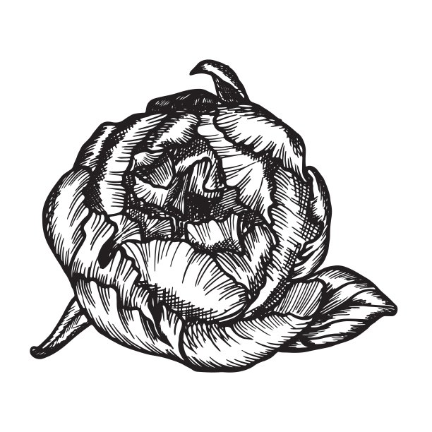 古董牡丹花朵图片下载