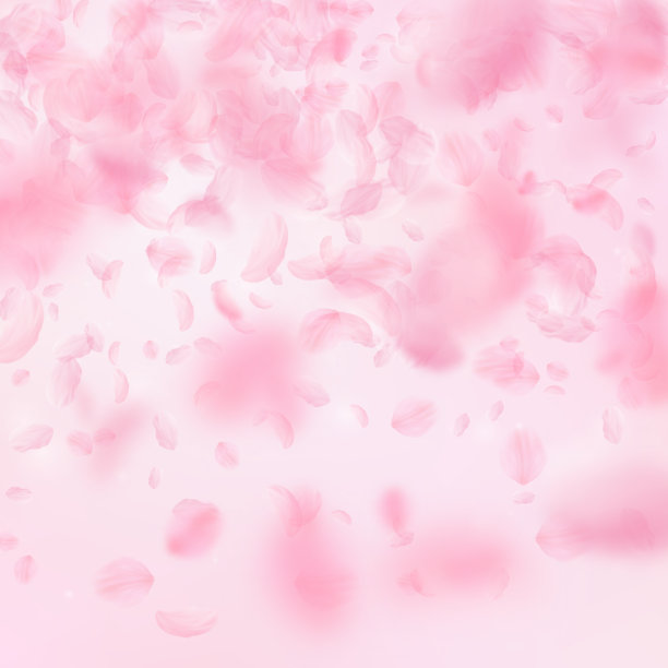 樱花花瓣飘落。浪漫的粉红色花朵梯度。飞舞的花瓣在粉红色的方形背景上。爱情,浪漫的概念。美丽的婚礼邀请图片下载