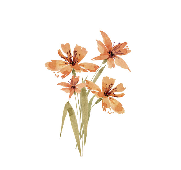 精致水彩橙百合花束，手绘。图片下载