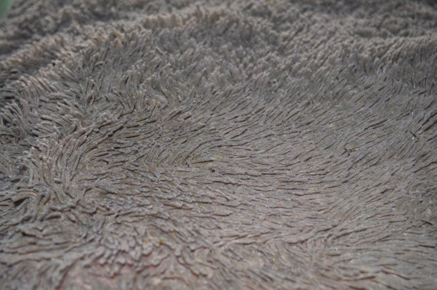 白色皮毛背景，这是变得沉闷图片下载