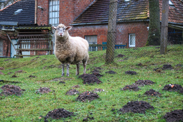 羊独自站在草地上吃草图片下载