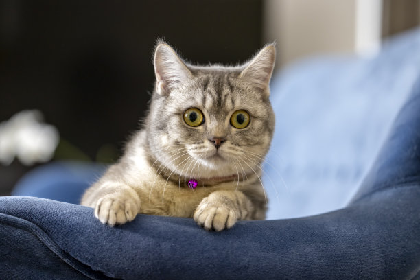 好奇的英国短毛猫看着家里图片下载