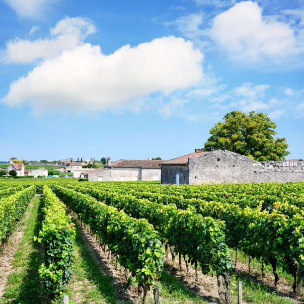 圣爱美浓的葡萄园图片下载