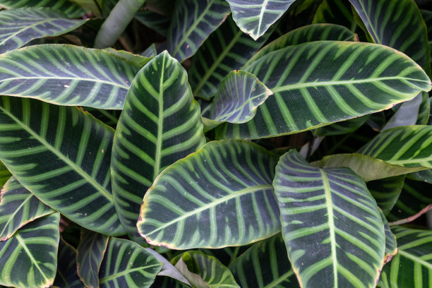 热带叶片纹理，深绿色自然背景图片下载