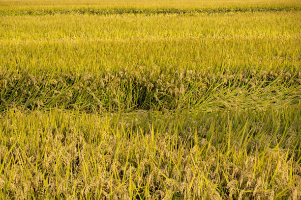 秋高气爽，稻田丰收图片下载