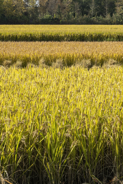 秋高气爽，稻田丰收图片下载