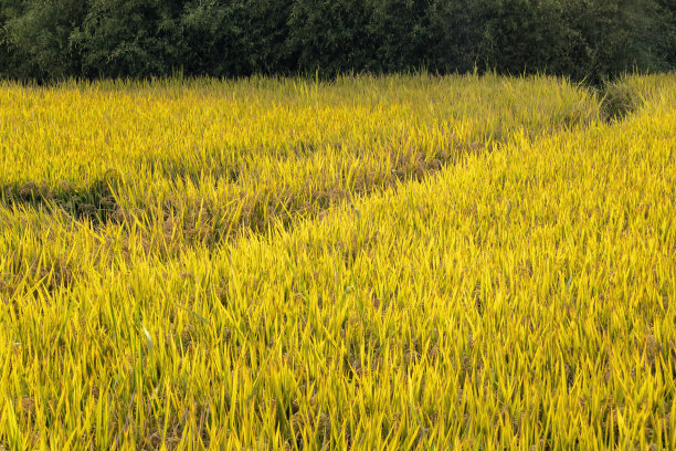 秋高气爽，稻田丰收图片下载