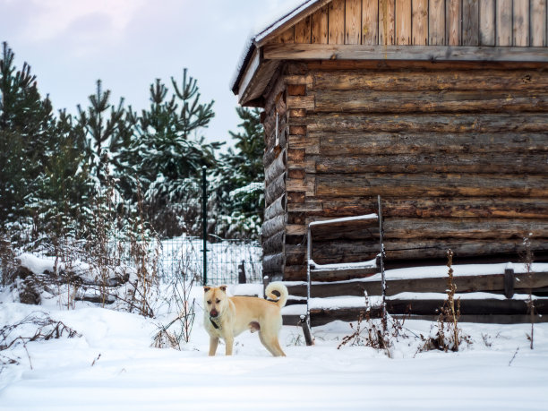 冬季摄影狗在村里图片下载