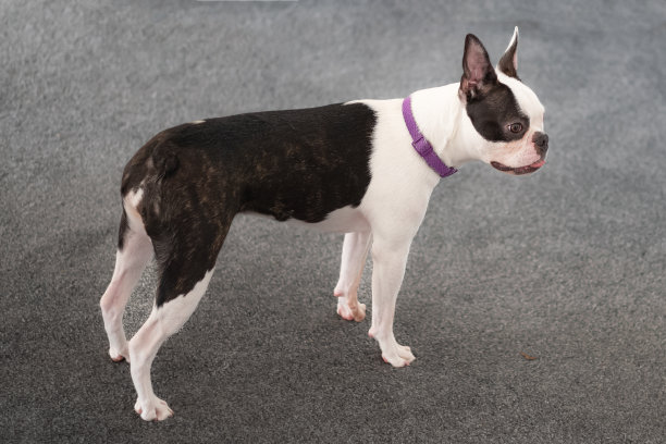 波士顿小猎犬，一岁，侧身站在室内的灰色地毯上。她微微伸出舌头，戴着一个紫色的项圈图片下载