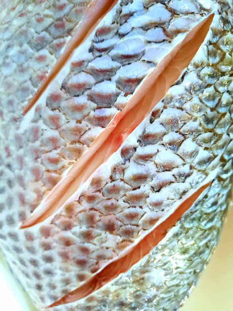 封闭新鲜生罗非鱼皮及切食准备。图片下载