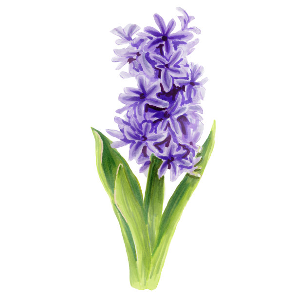 植物插图紫罗兰花风信子。水彩花。图片下载