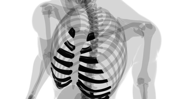 人体骨骼解剖肋软骨三维渲染图片下载