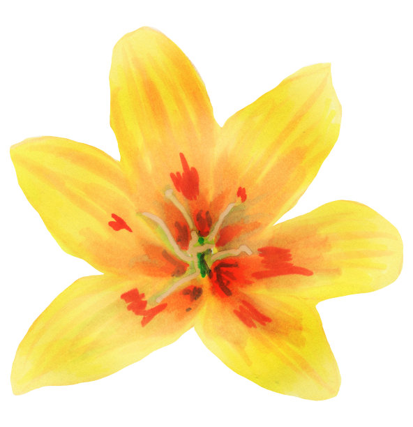 春天的郁金香花上白色。可爱的手绘黄色郁金香花插图水彩。植物绘画。剪纸艺术图片下载