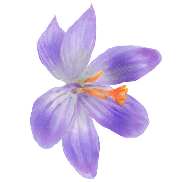 白色背景上的水彩番红花插图。可爱的手绘藏红花水彩插图。植物绘画。剪纸艺术图片下载