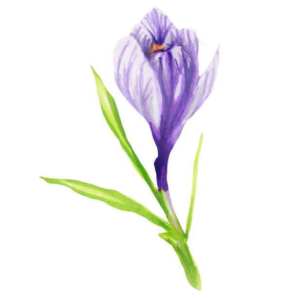 白色背景上的水彩番红花插图。可爱的手绘藏红花水彩插图。植物绘画。剪纸艺术图片下载