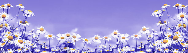白色的雏菊在蓝天上和云彩图片下载