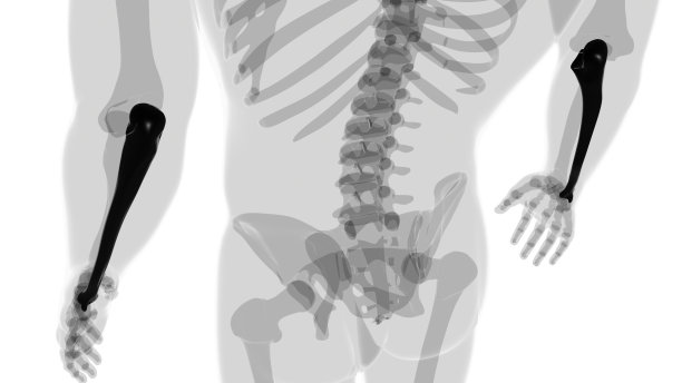 人体骨骼解剖，尺骨三维渲染图片下载