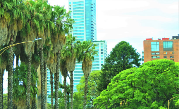 巴勒莫区的建筑和树木。布宜诺斯艾利斯的城市景观。图片下载