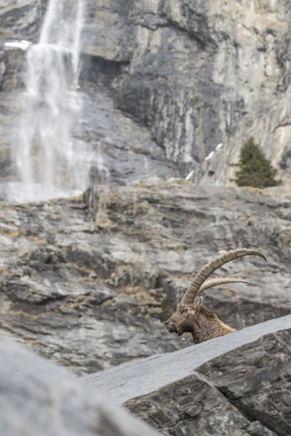 休息的野山羊，背景是瀑布(山羊)图片下载