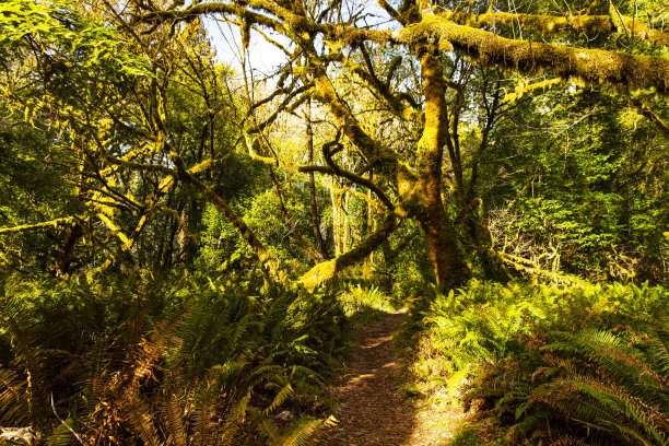 穿过红杉国家森林的美丽小径图片下载