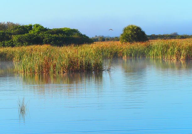 在佛罗里达州维埃拉湿地，随着薄雾从池塘上升起，多彩的充满活力的场景图片下载