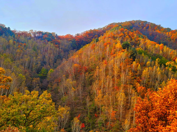 VH560-000-白桦林1.jpg图片下载