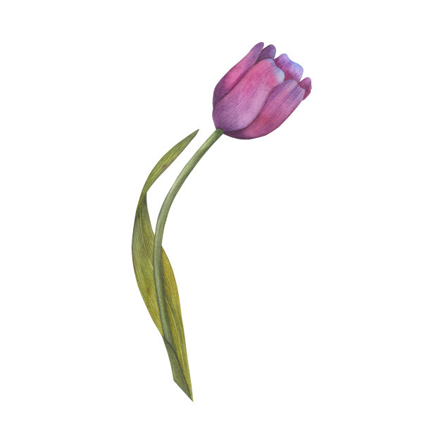 郁金香水彩插图。手绘卡孤立在白色背景。设计的郁金香。图片下载